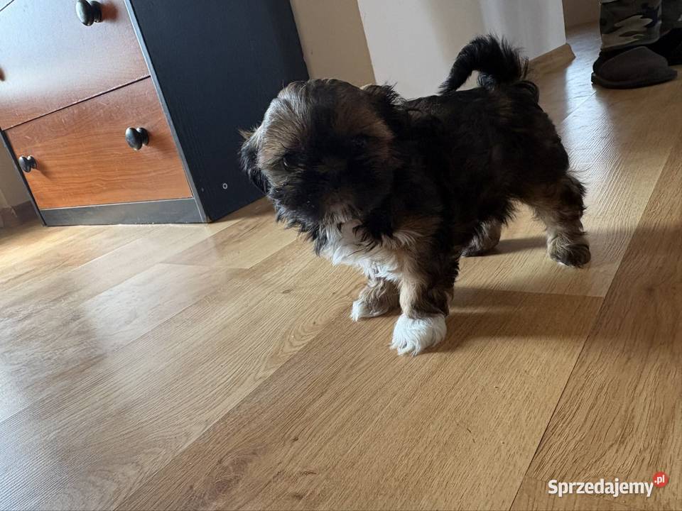 Suczka Shih Tzu Lipa sprzedam