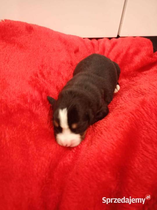 Berneński Pies pasterski szczeniaki Jasło