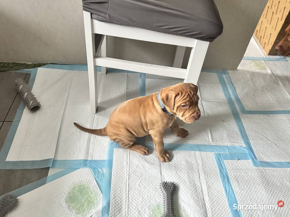 Rednos american Pit bull terrier szczeniaki Grodzisk Mazowiecki