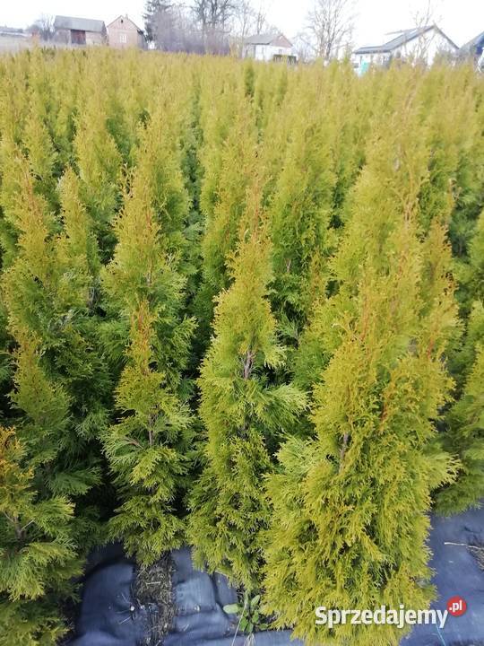 Tuja brabant już 12 Iglaste śląskie Myszków sprzedam