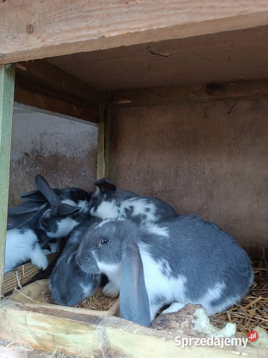 Sprzedam króliki Deksznie
