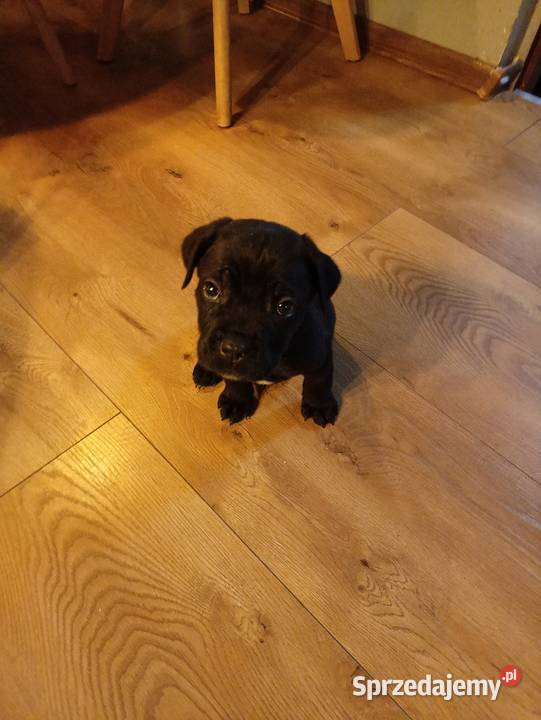 Pieski cane corso Radom