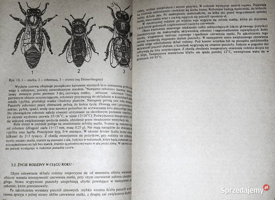 Choroby pszczół Zdzisław Gliński Jerzy Rzedzicki Chełm sprzedam