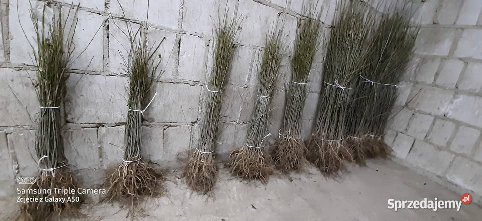 Podkładki generatywne lubelskie Bychawa