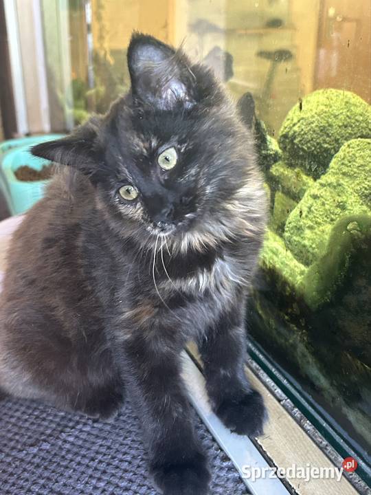 Koteczka Norweska Leśna