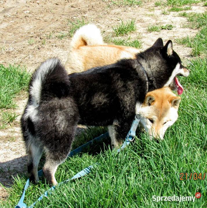 Shiba szczenięta Bychawka Trzecia