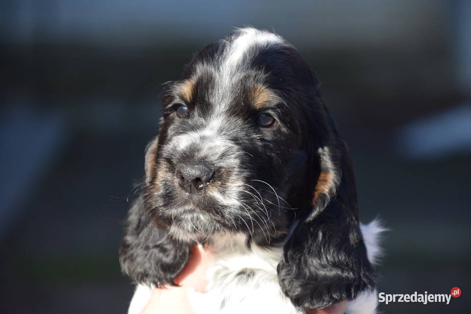 Cocker Spaniel Angielski Burbon