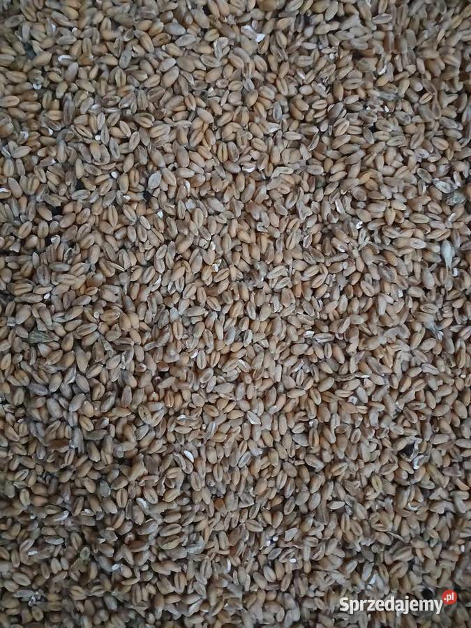 Przenica ozima zbiory 2025 Zboża Bałtów