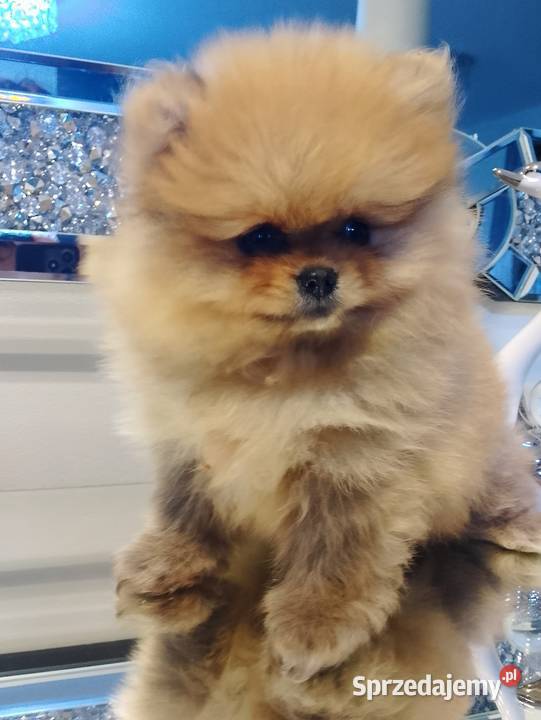 SUCZKA szpic miniaturowy pomeranian Sochaczew
