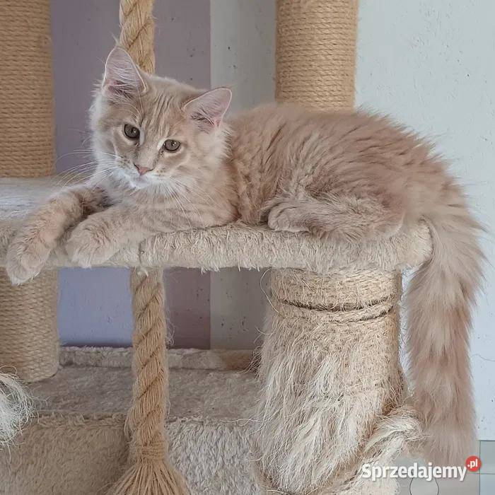 Kocurek Maine coon Kowalewo Pomorskie sprzedam