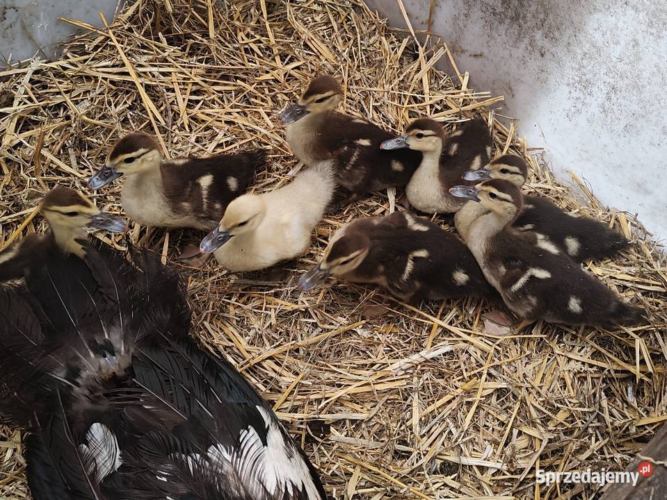 Kaczki kaczuszki call duck i francuskie piżmowe Łask