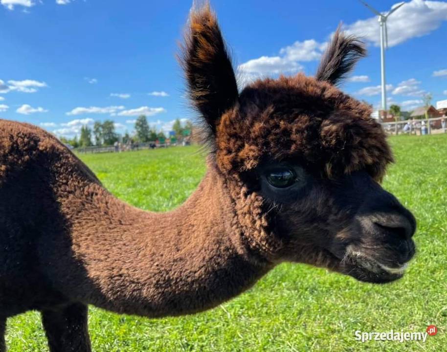 Alpaki Huacaya najwyższej jakości, oswojone