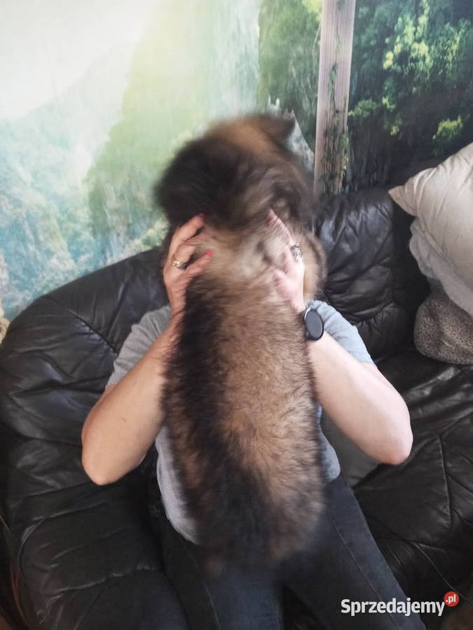 OWCZAREK NIEMIECKI DŁUGOWŁOSYSZCZENIĘTA