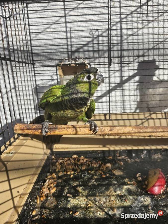 Papuga Rudosterka Ptaki lubelskie Lublin