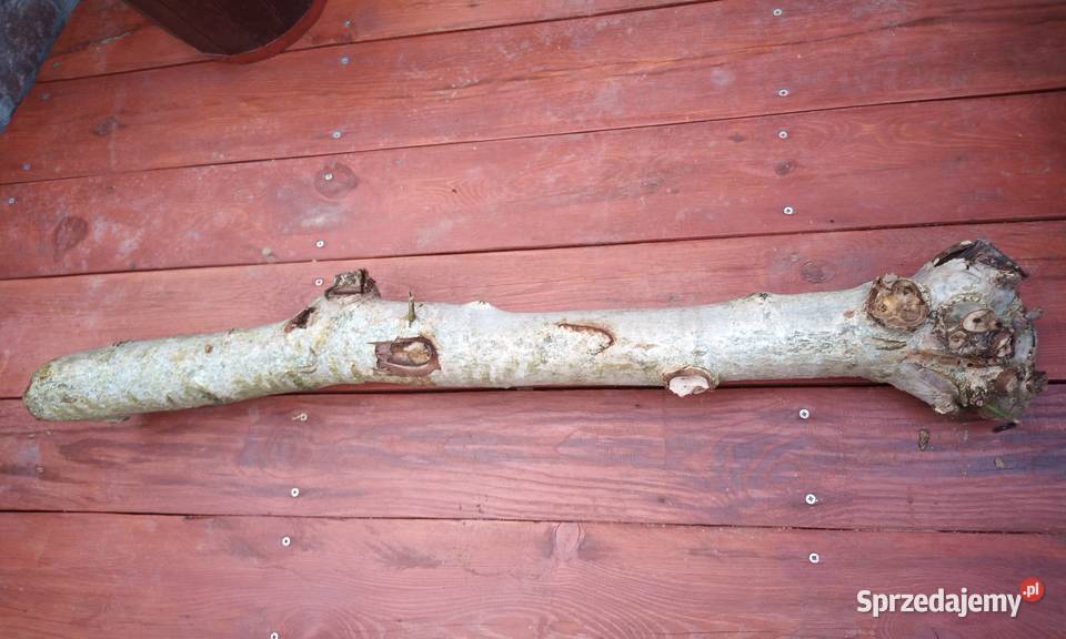 Drewno orzecha 1m75 Pozostałe Gościcino