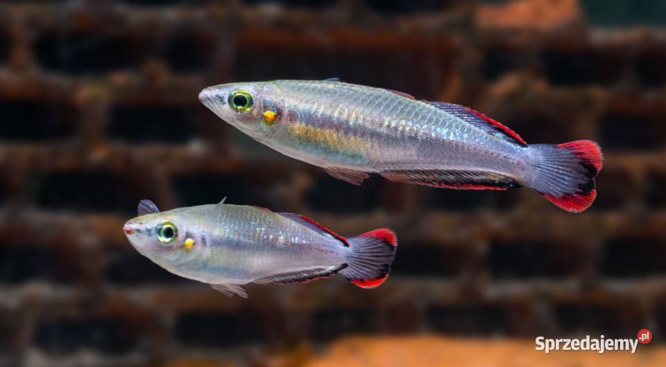 Bedocja madagaskarska Aterynka Bedotia geayi