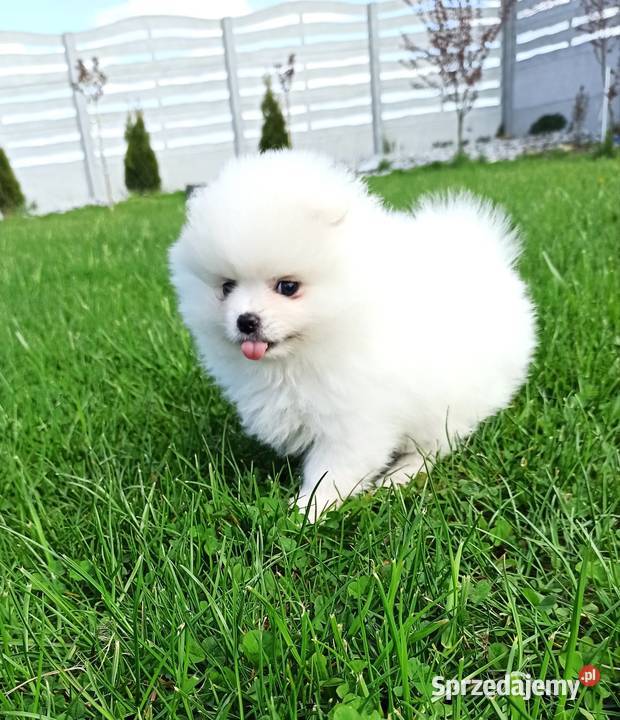 Pomeranian suczka Biała kuleczka puchata ŚLICZN dolnośląskie Wrocław