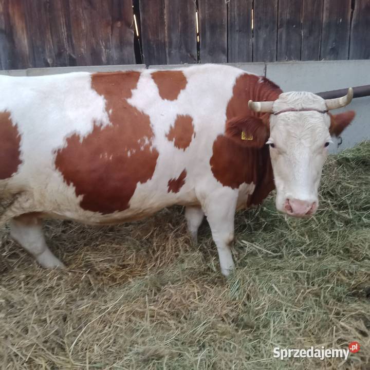 Sprzedam 2 eko krowy SM i Yersey w ręce Zwoleń