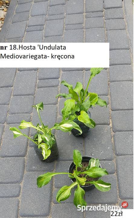 Hosta Stiletto Opole