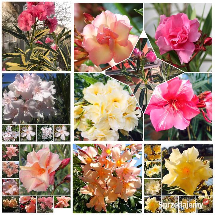 Oleander o ŻÓŁTYCH i ŁOSOSIOWYCH kwiatach Skawina sprzedam
