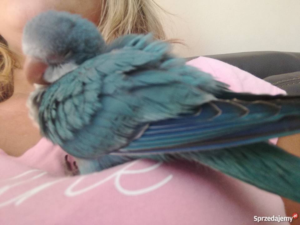 Mnicha nizinna ręcznie karmiona śliczna Sochaczew