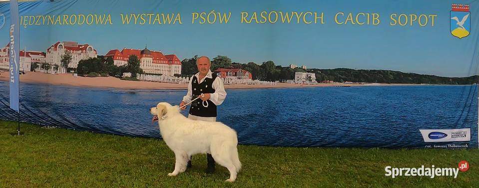 Berneński pies pasterski Pirenejski pies górski Żukowo sprzedam