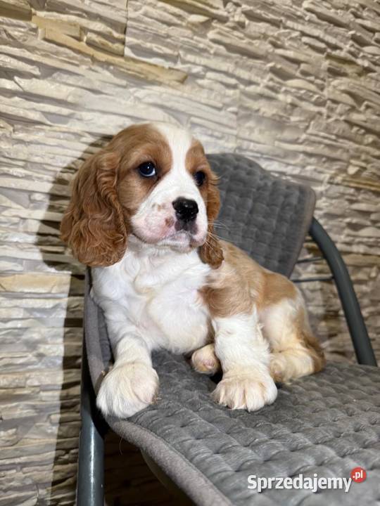 Cudowny piesek Cocker Spaniel Angielski Orange Kraków sprzedam