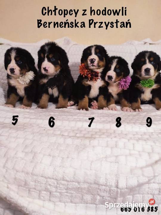 Śliczne pieski Berneński Pies Pasterski świętokrzyskie