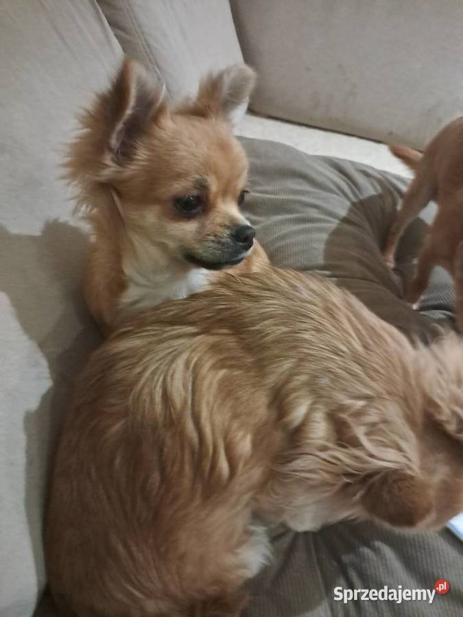 Szczeniak chihuahua śląskie