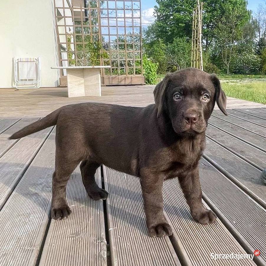 Labrador Czekoladowy suczka mama FCI Piekary