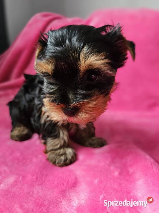 Dziewczynka Yorkshire Terrier Wyprawka Chip Częstochowa