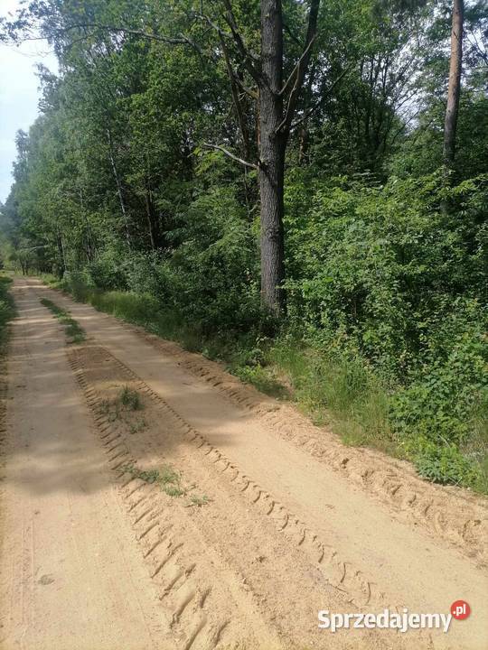 Sprzedam Las 100 letni Możliwa zamiana leśna Sulmierzyce