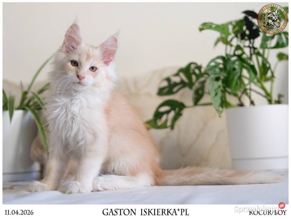 Gaston cudowny przystojniak kocurek maine coon