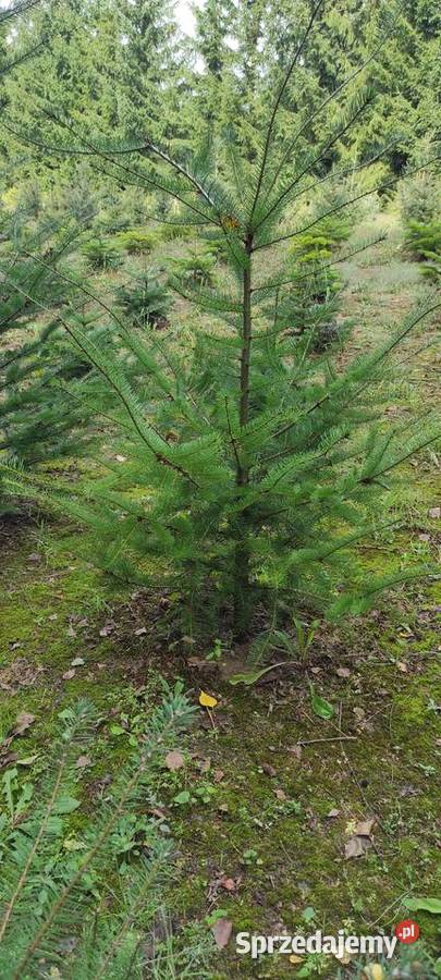 Drzewka iglaste do ogrodu Służewo-Pole