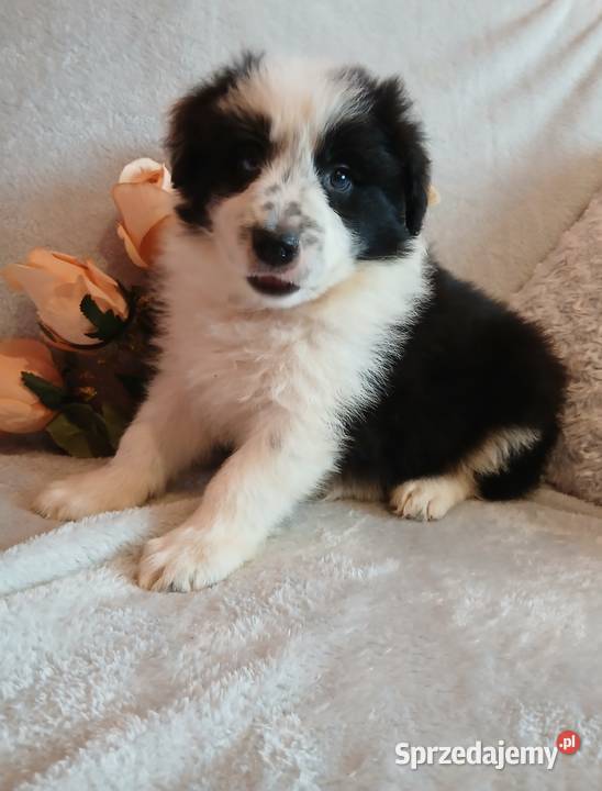 Border collie pieski Toruń