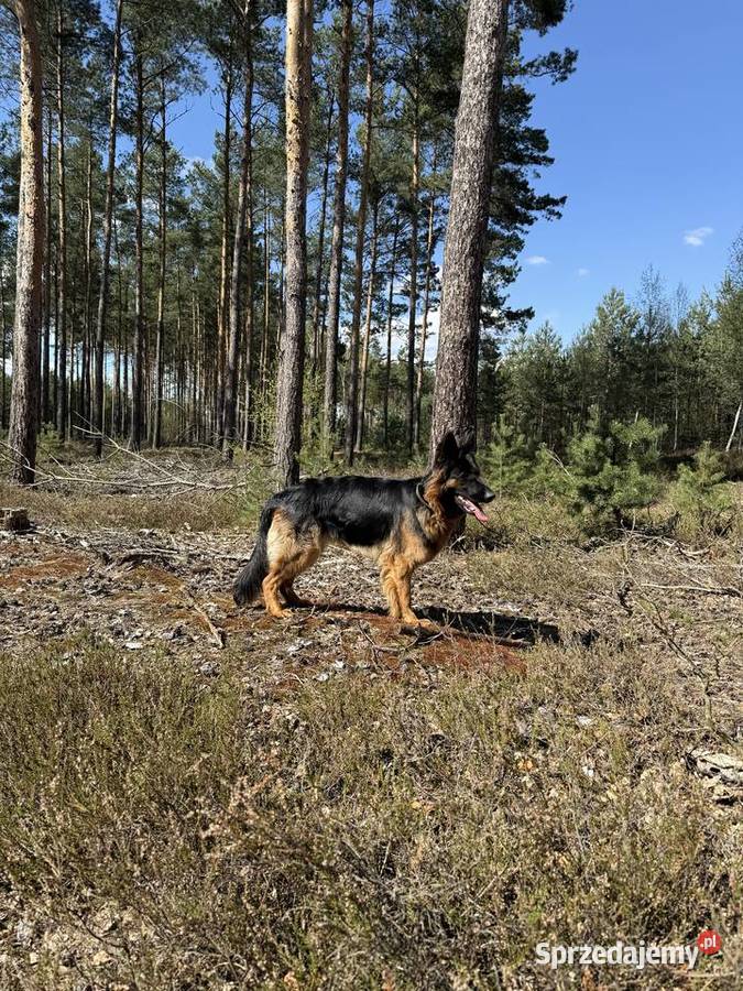Owczarek niemiecki długowłosy z rodowodem Owczarek Masłońskie sprzedam