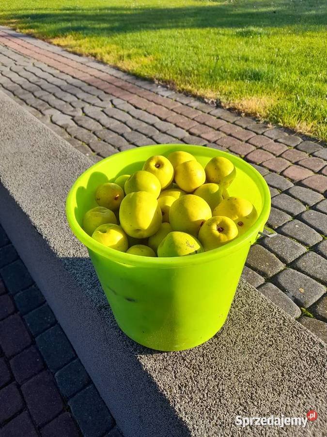 Pigwa owoc Owoce Skierniewice