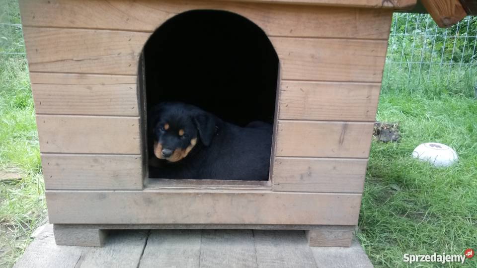 Rottweiler Rottweilery Szczenięta Suczki Pieski łódzkie Łódź