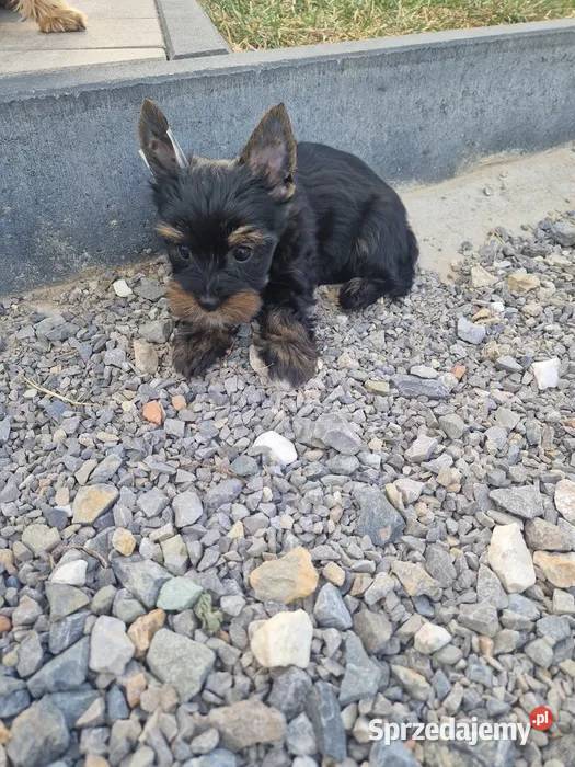Yorkshire Terrier Piesek Gotowy do odbioru York Niepołomice