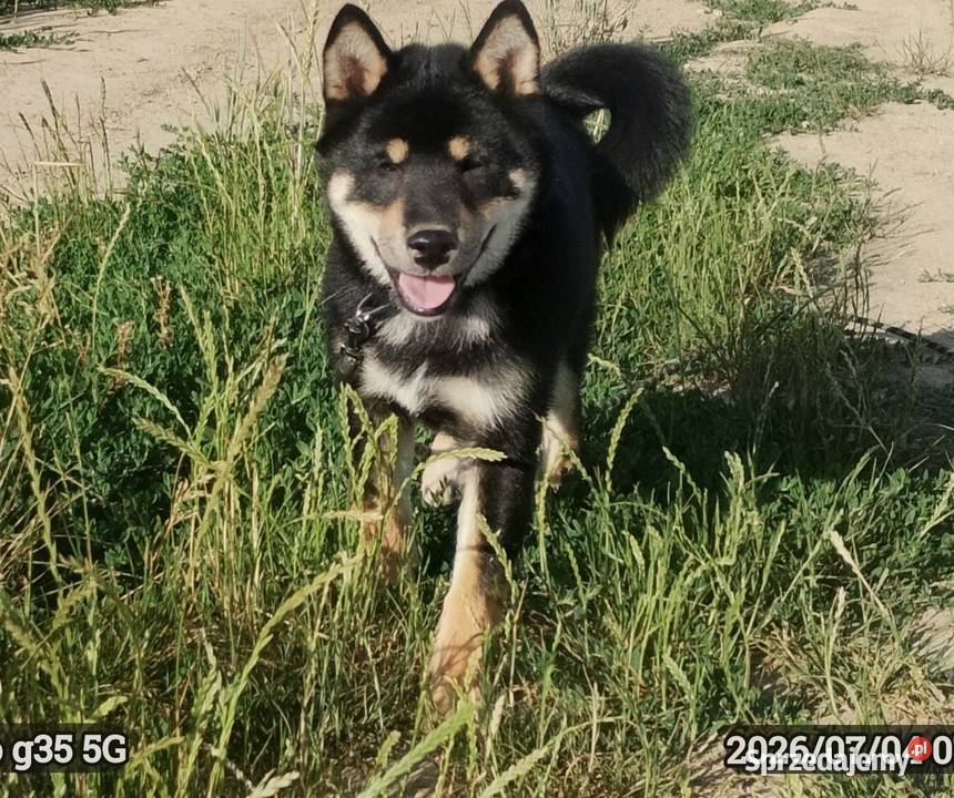 SHIBA INU Nowy miot przyjmujemy zamówienia Bychawka Trzecia