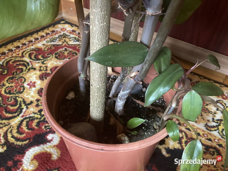 Piękny filodendron Philodendron King of Spades małopolskie Kraków