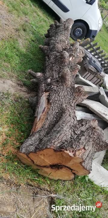 Pień kłoda gruszy Ostrów Wielkopolski