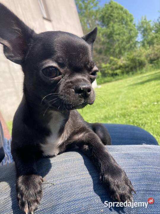 Chihuahua szczeniak Raczyce sprzedam