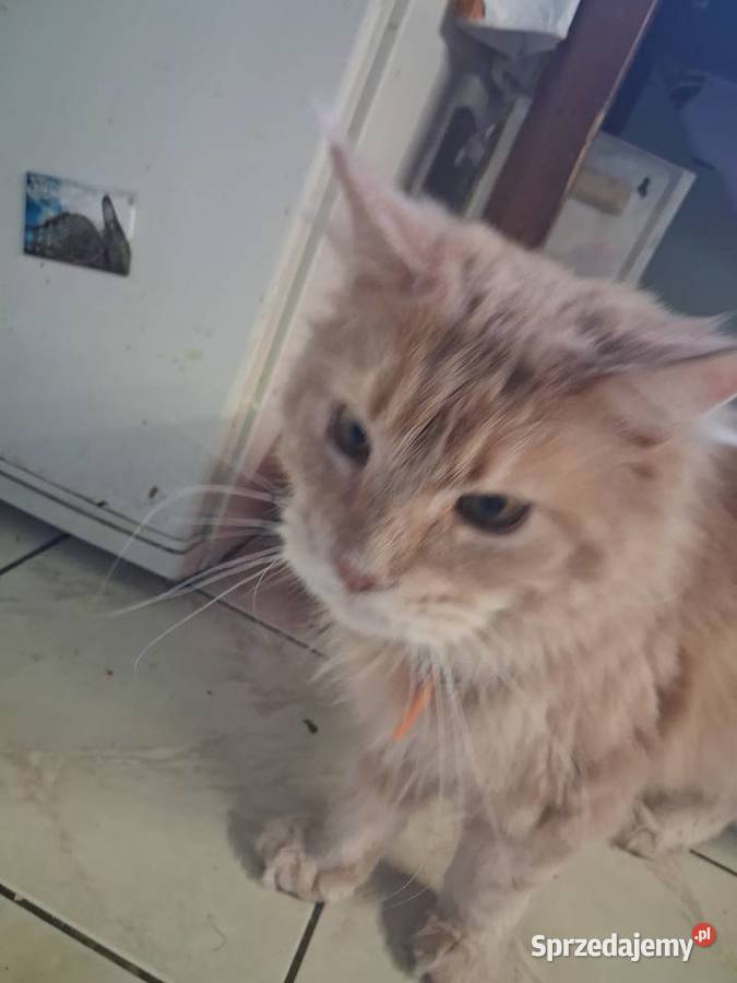 Maine coon kocica