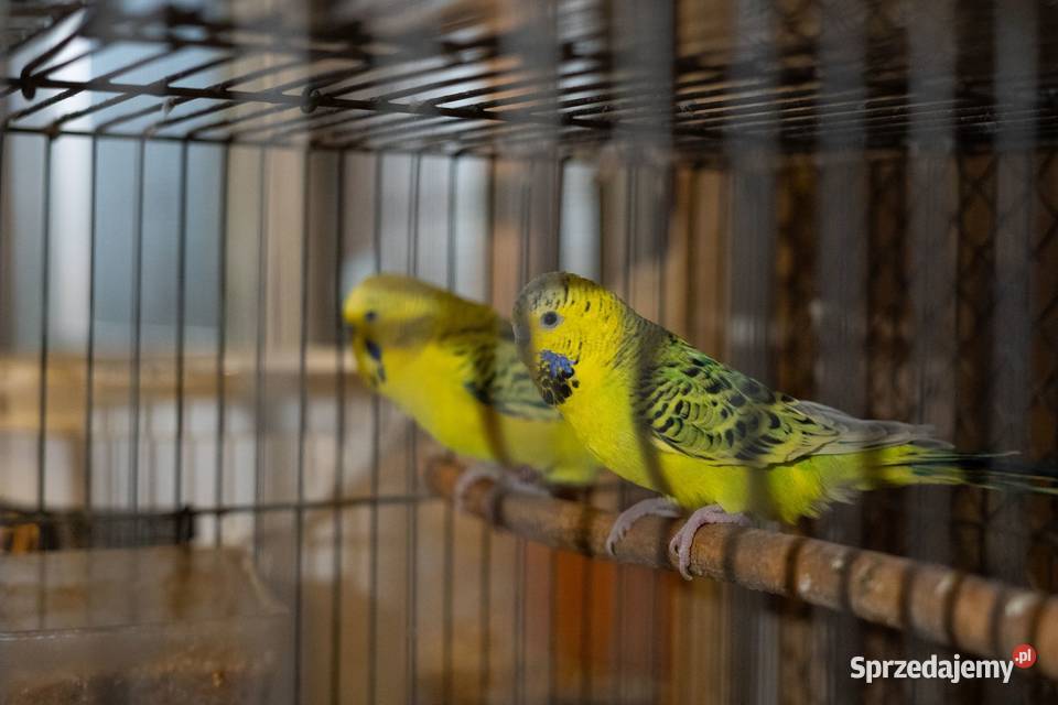 Para Papużki faliste Texas Zółte podkarpackie Chmielnik