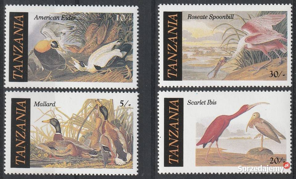 TANZANIA DZIKIE PTAKI CZYSTE