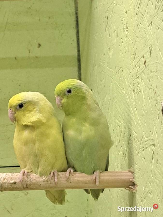 Sprzedam papugi Ptaki Przeworsk