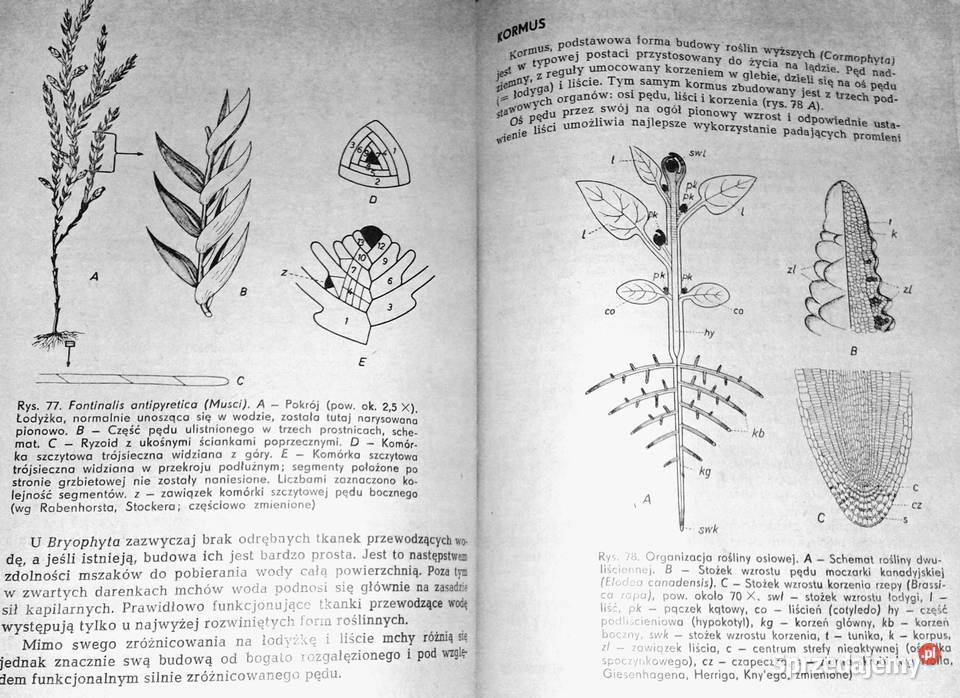 Botanika ogólna Wilhelm Nultsch Chełm