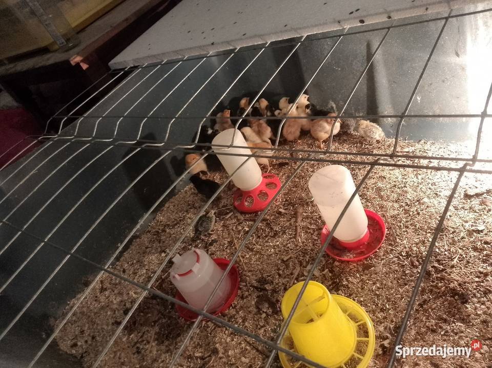 Kurkikoguciki przepiórki Ptaki pomorskie Skrzeszewo