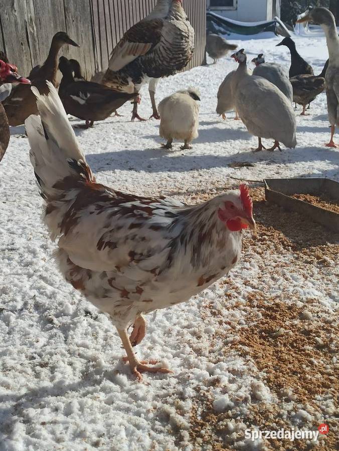Koguty zargodowe i kogut silka Krasnystaw